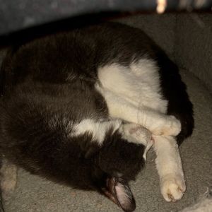 Meet your Posher, Liam